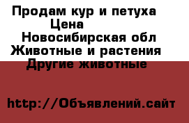 Продам кур и петуха  › Цена ­ 2 000 - Новосибирская обл. Животные и растения » Другие животные   